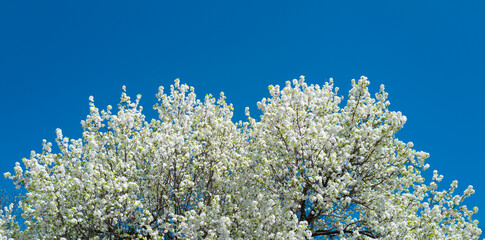 Pear blossom. Cherry tree blossom. White and pink plum tree blossoms in early spring, nature flowers background. Spring branch covered with white flowers. Blooming branch for spring design background.