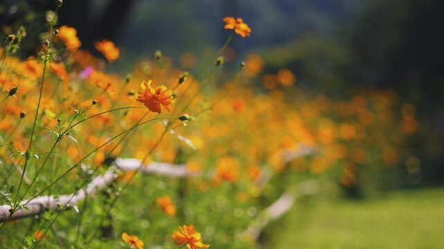 Slow-motion of yellow cosmos flowers gently swaying in the breeze with in a garden.