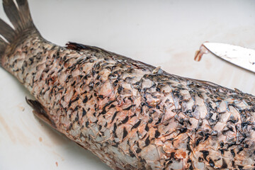 Gutted carp fish, headless on a white table with a cutting board and a knife.