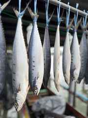 Fototapeta premium Close-up of dried mackerel hanging on blue ropes, showcasing traditional fish preservation methods with a rustic seafood market vibe.