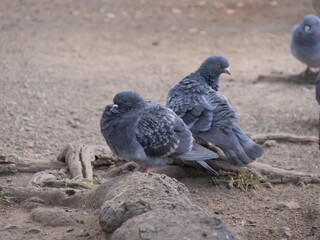 Pigeons of Kanuma Park: Close-up of City Birds in Natural Habitat