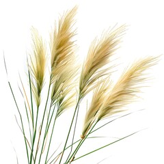 Fototapeta premium Pampas grass isolated on white background