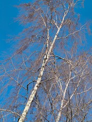 tree in winter, birch against the sky