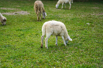 Obraz premium The beauty of Menggala Ranch in Banyumas Regency, Central Java, indonesia. It was taken on January 21, 2025 by a professional. It's a wonderful ranch with a nice view