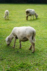 Obraz premium The beauty of Menggala Ranch in Banyumas Regency, Central Java, indonesia. It was taken on January 21, 2025 by a professional. It's a wonderful ranch with a nice view