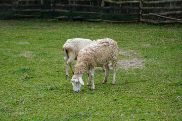 The beauty of Menggala Ranch in Banyumas Regency, Central Java, indonesia. It was taken on January 21, 2025 by a professional. It's a wonderful ranch with a nice view