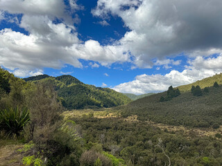 Naklejka premium New Zealand, Kaimanawa Ranges wilderness, central North Island. Bush block inhabited by Sika deer. Manuka and Beech forest.
