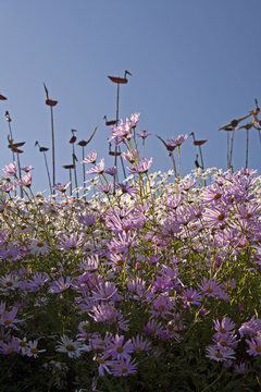 구절초,꽃,솟대,구절초테마공원,매죽리,정읍시,전북