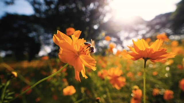 slow motion of a bee collecting nectar from yellow cosmos flower. The vibrant flower with the flowers swaying in the breeze. macro close-up shots