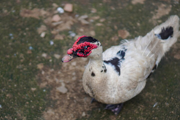 The beauty of Menggala Ranch in Banyumas Regency, Central Java, indonesia. It was taken on January 21, 2025 by a professional. It's a wonderful ranch with a nice view