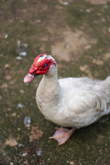 The beauty of Menggala Ranch in Banyumas Regency, Central Java, indonesia. It was taken on January 21, 2025 by a professional. It's a wonderful ranch with a nice view