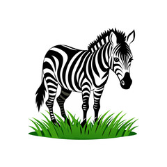 cute zebra 