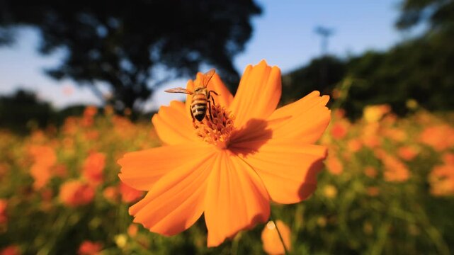 slow motion of a bee collecting nectar from yellow cosmos flower. The vibrant flower with the flowers swaying in the breeze. macro close-up shots