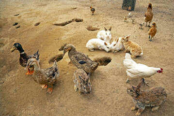 토끼,거위,닭,땅,굴,둥지,축사,충주시,충북 © JinChang