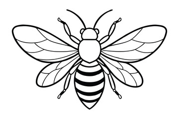 Honeybee line art vector illustration.eps