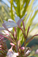 Fototapeta premium Plumeria obtusa, the frangipani, is a species of the genus Plumeria, beautiful little blooming Plumeria obtusa flowers, the Singapore graveyard flower.cultivated fot its ornamental and fragrant flower