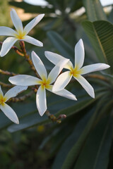 Plumeria obtusa, the frangipani, is a species of the genus Plumeria, beautiful little blooming Plumeria obtusa flowers, the Singapore graveyard flower.cultivated fot its ornamental and fragrant flower