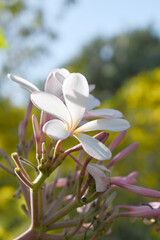Obraz premium Plumeria obtusa, the frangipani, is a species of the genus Plumeria, beautiful little blooming Plumeria obtusa flowers, the Singapore graveyard flower.cultivated fot its ornamental and fragrant flower