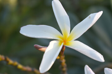 Fototapeta premium Plumeria obtusa, the frangipani, is a species of the genus Plumeria, beautiful little blooming Plumeria obtusa flowers, the Singapore graveyard flower.cultivated fot its ornamental and fragrant flower
