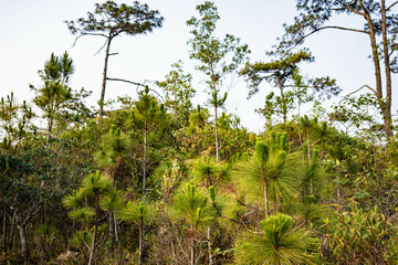山頂の松(タイ)