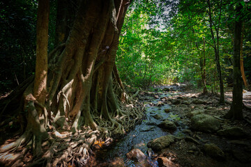 Big tropical tree with long roots in a rainforest along the nature trail at the Khlong Chak in Koh Lanta, Thailand, on a sunny day.