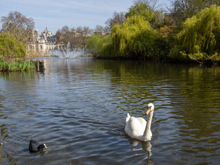 Cisne en el río