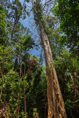 A big and tall tropical tree in a rainforest along the nature trail at the Mu Ko Lanta National Park in Koh Lanta, Thailand, on a sunny day.