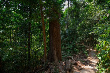 Footpath and lush trees in a jungle along the nature trail at the Mu Ko Lanta National Park in Koh Lanta, Thailand, on a sunny day.