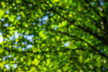 Abstract green nature background, selective focus. Green leaf background. Greenery backdrop. Forest background. Green nature background. Green leaf in forest. Leaves backdrop.