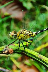 Detailed photo of a dragonfly, a beneficial insect that helps control mosquito populations. Ideal for scientific research, education, or environmental publications.