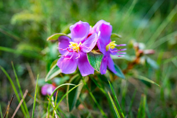 野生の花(タイ)