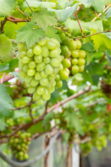 bunch of grapes on vine
