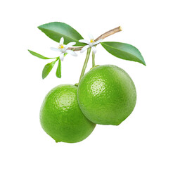 green lime with leaves on white