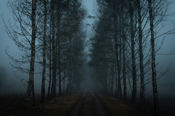 Fototapeta premium dark mysterious forest, tress. Fantasy landscape. Rainy, foggy. Gloomy and bad weather. Blue Monday, Depression, sadness, loneliness. Background, wallpaper
