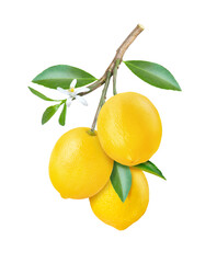 Lemon with leaf on tree branch isolated