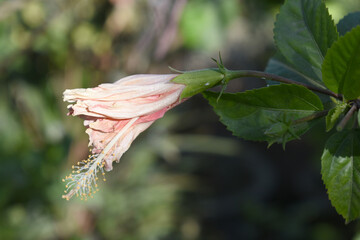 Beautiful flower of Shoeblack on plant, flower, pink Shoe black plant flower, shoe black plant flowers bloom among its dense leaves, Beautiful big white flower closeup, Chakwal, Punjab, Pakistan