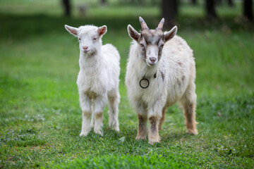 Obraz premium Two playful goats explore a grassy field in a serene rural setting