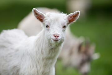 Fototapeta premium White young goat standing in green pasture with soft background blurred