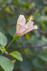 Beautiful flower of Shoeblack on plant, flower, pink Shoe black plant flower, shoe black plant flowers bloom among its dense leaves, Beautiful big white flower closeup, Chakwal, Punjab, Pakistan