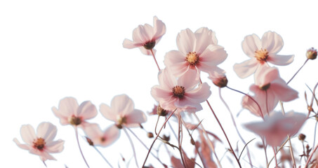PNG Aesthetic flower scenery photo backgrounds outdoors blossom.