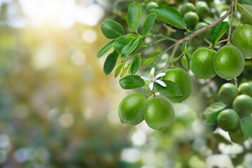 green limes on branch