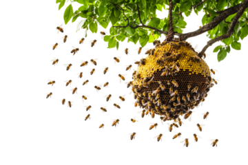 Bees swarm around a hive hanging from a tree branch in a sunny garden setting isolated on transparent background