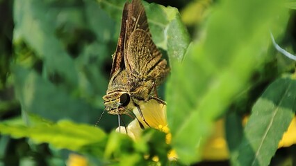 Close-up of a Small branded Swift, showcasing the unique branding and design elements. Perfect for...