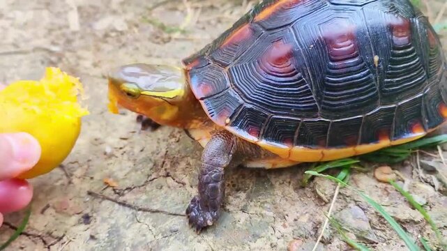 Chinese Yellow-margined Box Turtle	
