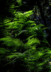 Obraz premium Lush ferns