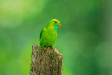 Close up shot of Vernal hanging Parrot setting in on a tree branch with clear background. Close up shot of Hanging Parrot with clean green background...