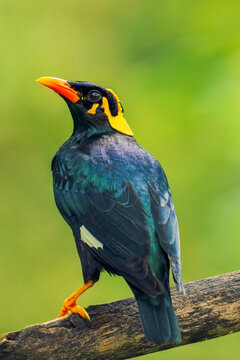 Close up shot of Common Hill Myna setting in on a tree branch with clear background. Close up shot of Hill Myna.