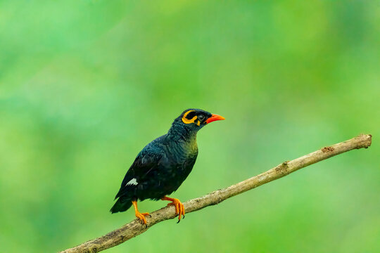 Close up shot of Common Hill Myna setting in on a tree branch with clear background. Close up shot of Hill Myna.