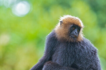 Naklejka premium Close-Up of Nilgiri Langur in Trees: A Glimpse of Wildlife in the Forests of South India. Nilgiri Langur setting during the raining season in Kerala Forest with clean background.