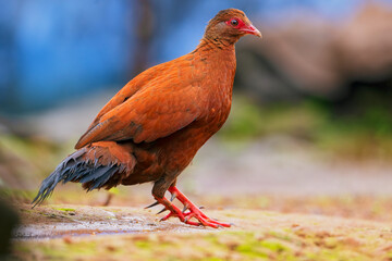 Close up portrait shot of Indian Red Spurfowl with clean background. Red Spurfowl bird in forest.